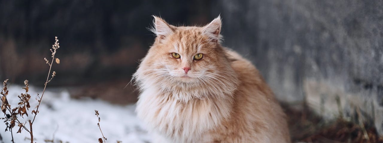 A fluffy orangish cat sitting on snowy ground.