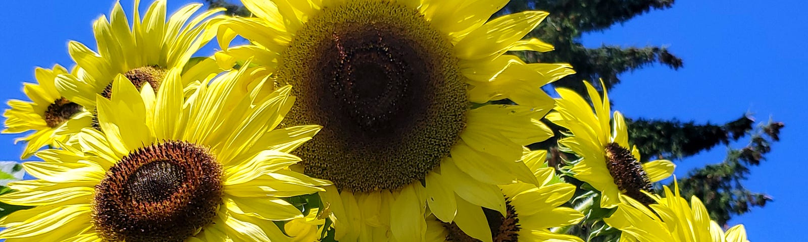 Looking up at a cluster of light yellow sunflowers from one plant with a tall pine tree and blue sky in the background. A blurry bee is flying just above on the top left.