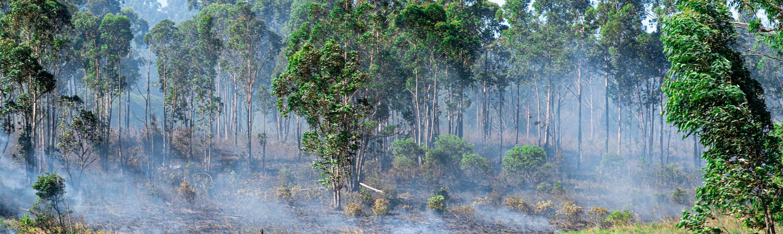 Smoke rising across deforested land in the Amazon rainforest