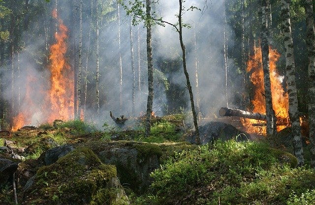 fire burning in a forest