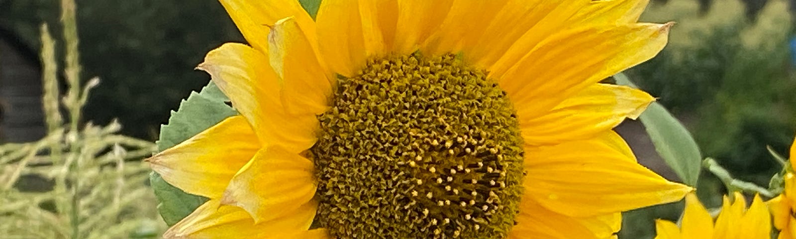 A beautiful sunflower head.