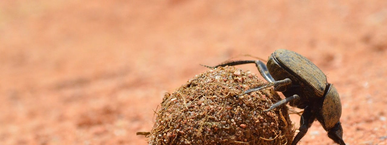 A Dung Beetle is rolling a shit ball.