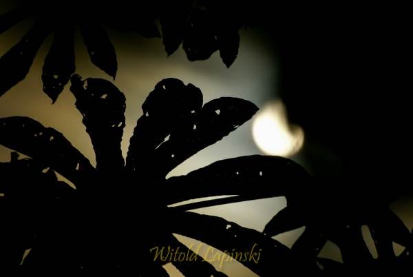 Moon shines through leaves of the tropical rainforest.