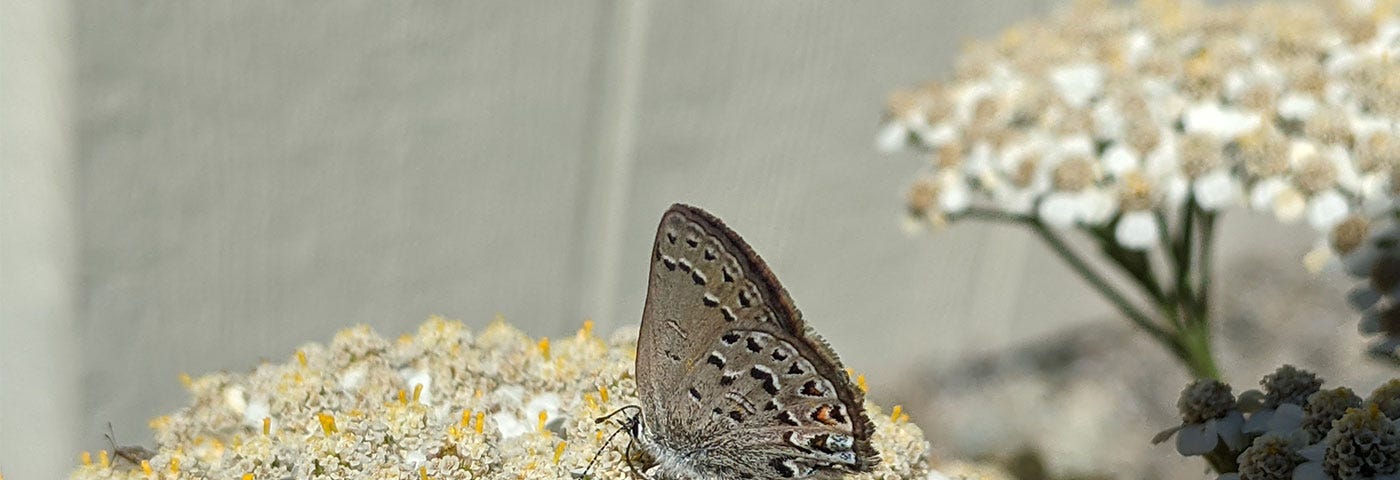 A grey butterfly landed on a bunch of yellow and white flowers.