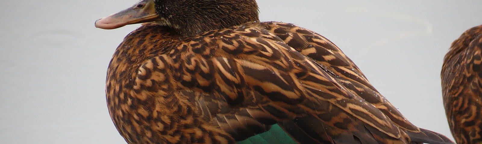 Side-view of a koloa pōhaka (Laysan duck).