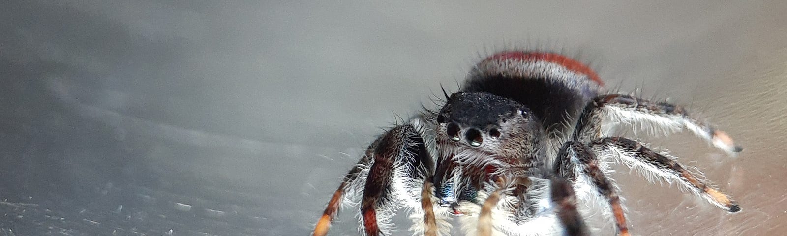 Female jumping spider black with white and red on back