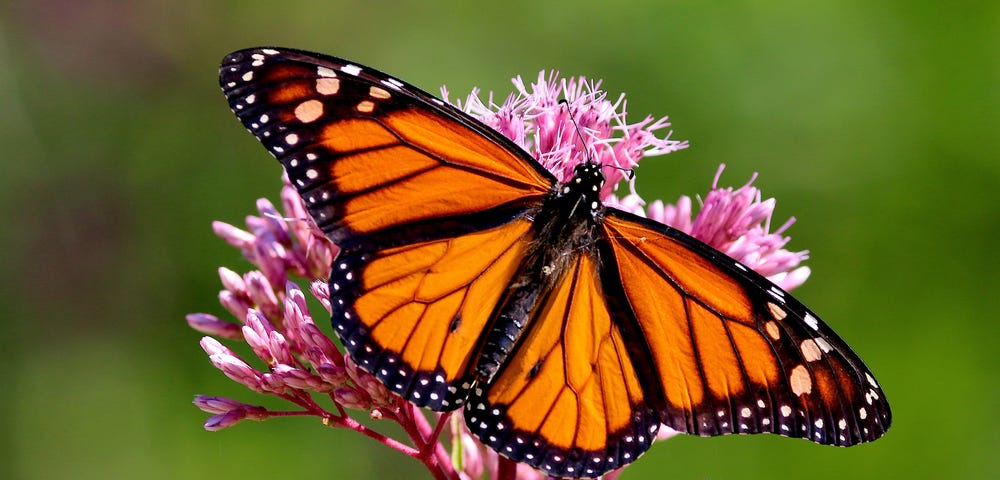 Picture of a monarch butterfly with its wings spread
