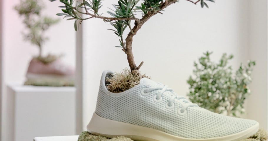 Allbirds eco-friendly sneakers