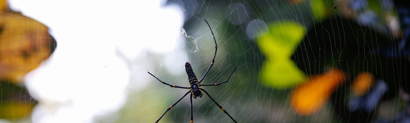 A black spider with long legs in its web.