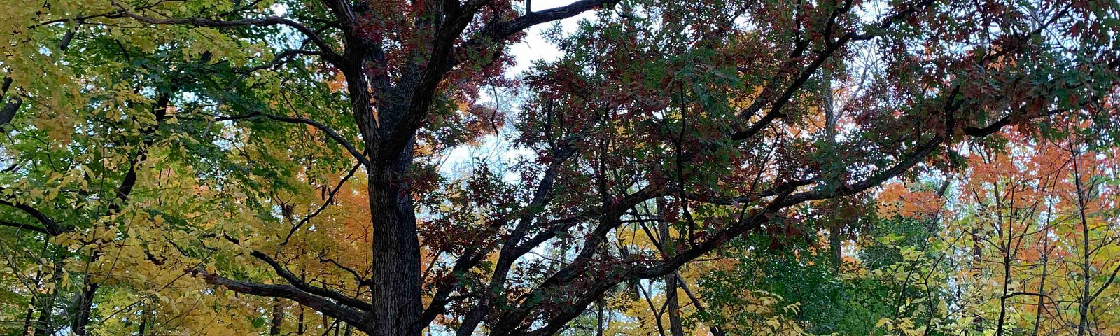 Red-leved oak tree in forest of autumnal colors. Wehr Nature Center, Greenfield, WI, USA. Image Credit: Laurel Haak. CC-BY-4.0