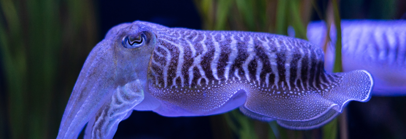 A neon purple cuttlefish swimming around