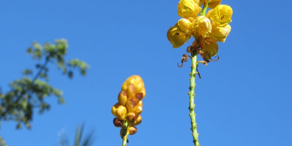 Two Candlestick Flowers growing toward a bright blue sky