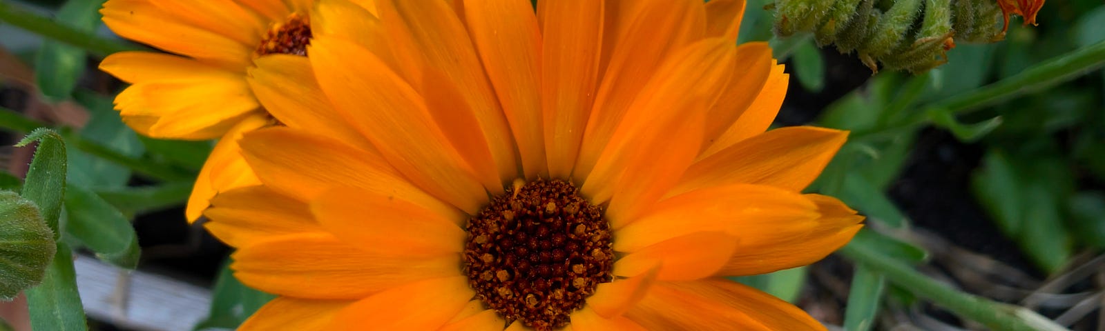 Vibrant orange flowers are in full bloom, surrounded by green foliage. The detailed petals radiate outward from dark central disks, creating a striking contrast.