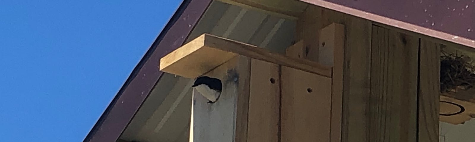 A small bird, dark blue on top with a white underside, looks out from a nesting box attached to a building.