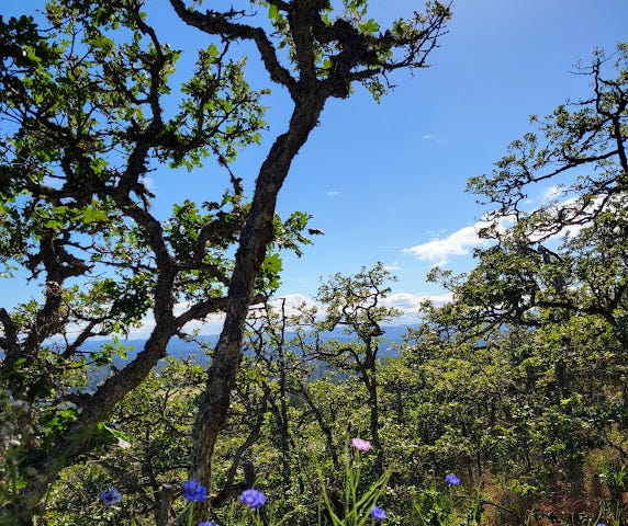 an opening for a good viewpoint while trekking Mt. Douglas. Blue chicories in the foreground.