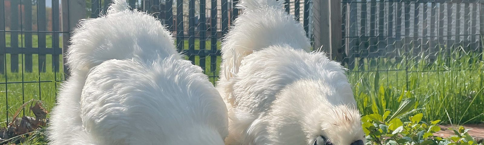 Two white silky hens peck at a patch of green grass — picket fence in the background.