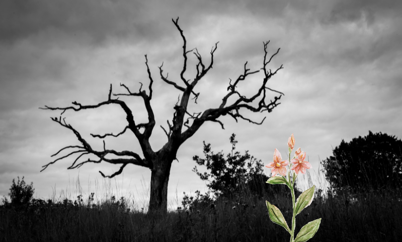 Photo of a dead tree and a new flower