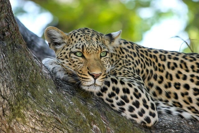 A leopard on a tree.