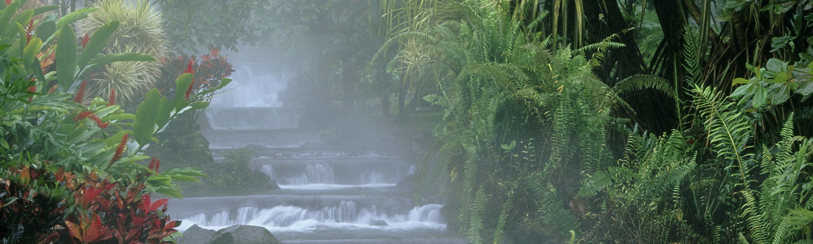 Steamy hot springs surrounded by tropical foliage.