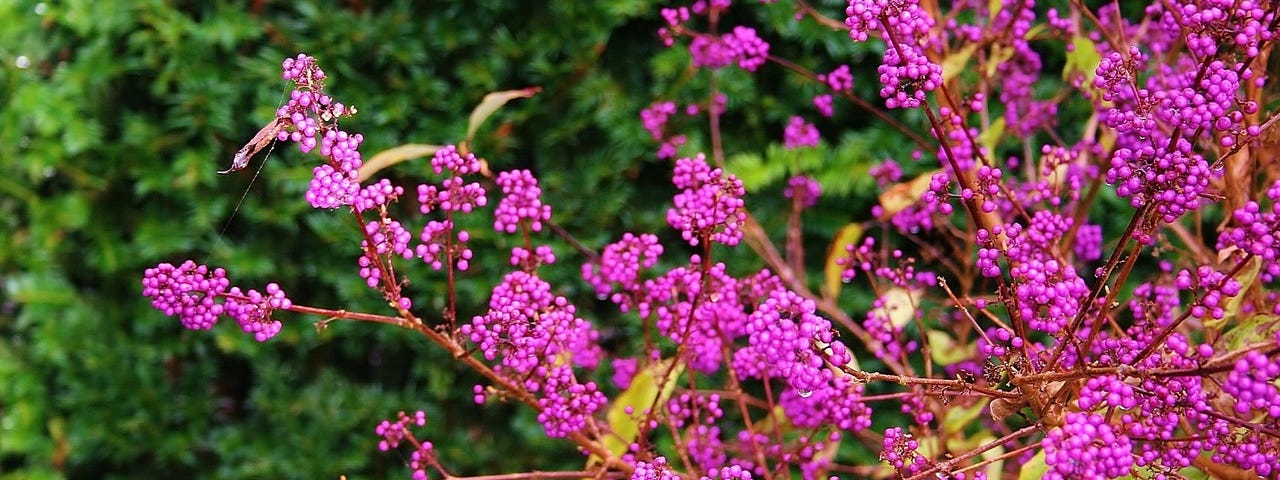 Beauty Berry bush