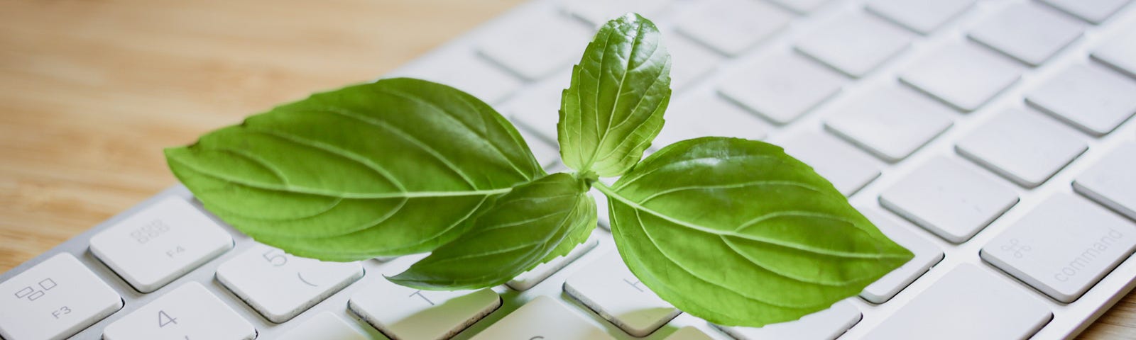 An image of a plant growing out of a keyboard