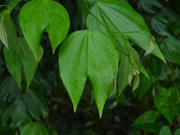 Pata de Vaca leaves