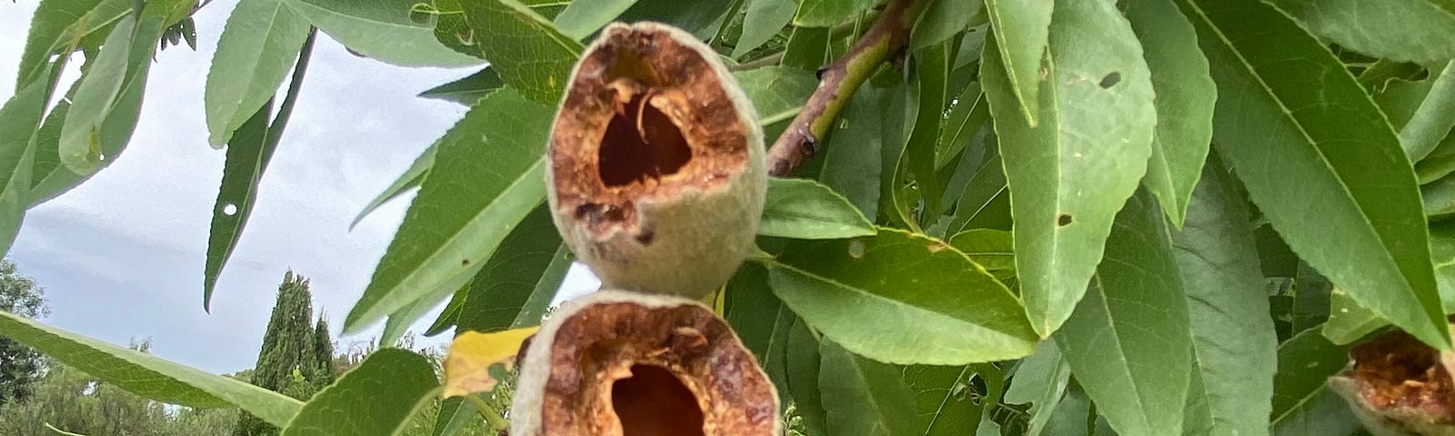 Almond shells in the tree, with the centre almond missing, eaten by parrots