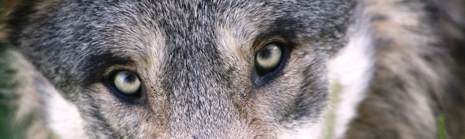 Brown and gray wolf like animal face close up