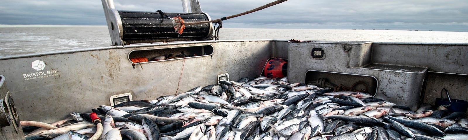 A load of salmon on a boat.