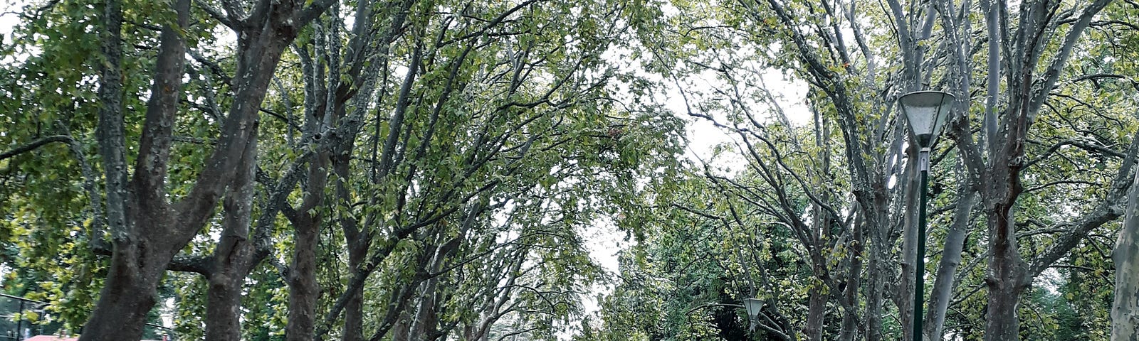 An avenue of trees in a Garden