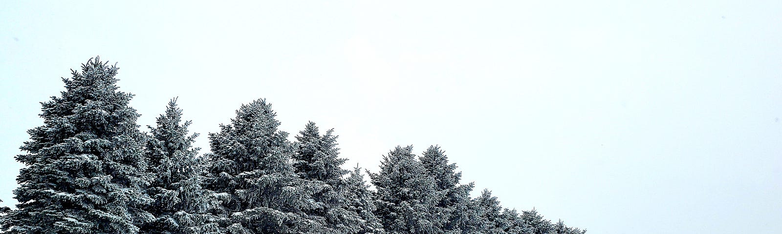 A row of snow-covered evergreen trees.