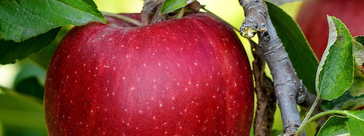 A close-up of a large red apple hanging on a tree branch.