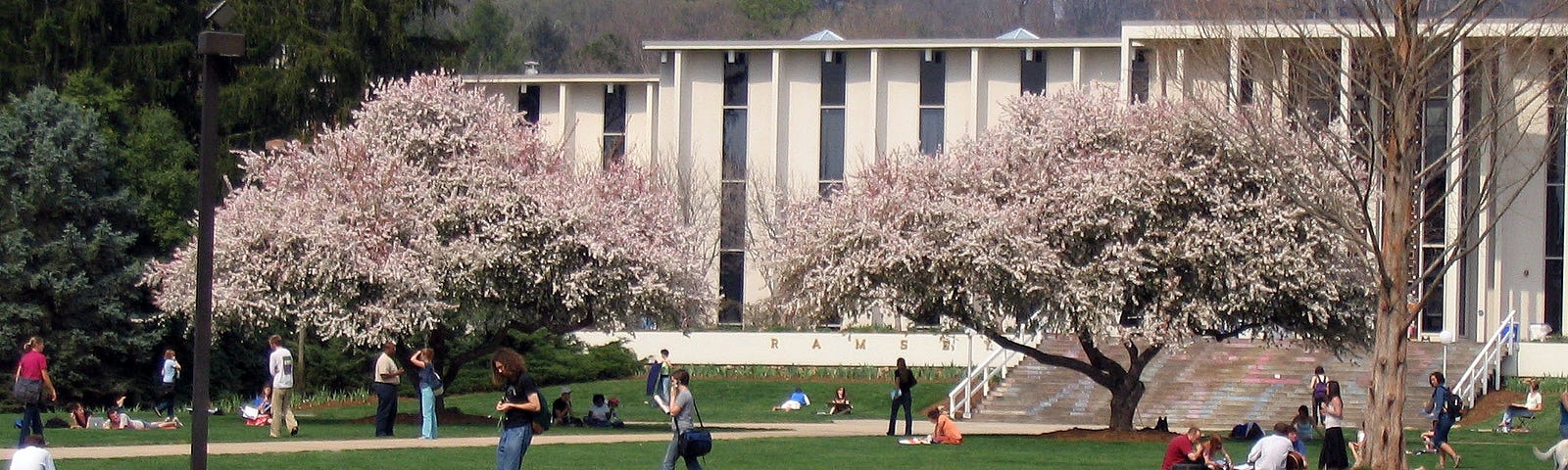 A university quad with students, and two flowering crab apple trees in front of the library