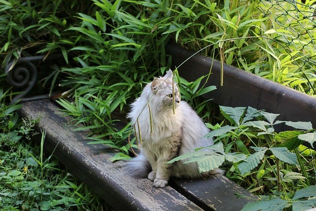 Long haired cat sitting on a wooden structure in an overgrown garden
