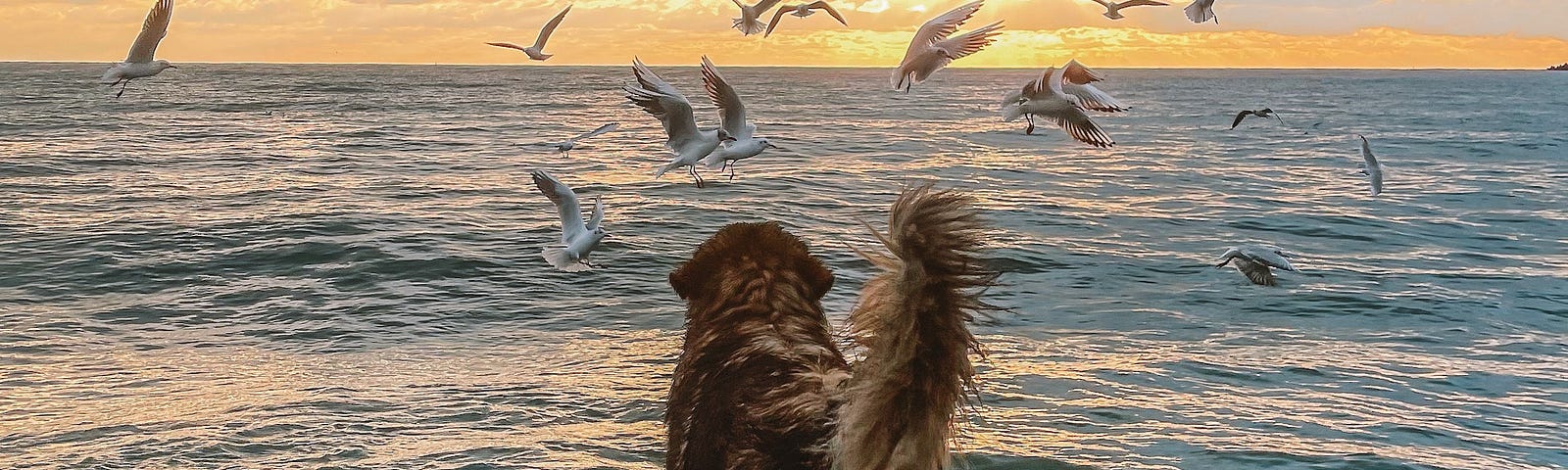 Retriever-like dog on a beach at water’s edge leaping into the sunset with gulls flying.