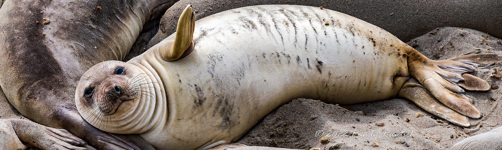 Juvenile Elephant Seal.