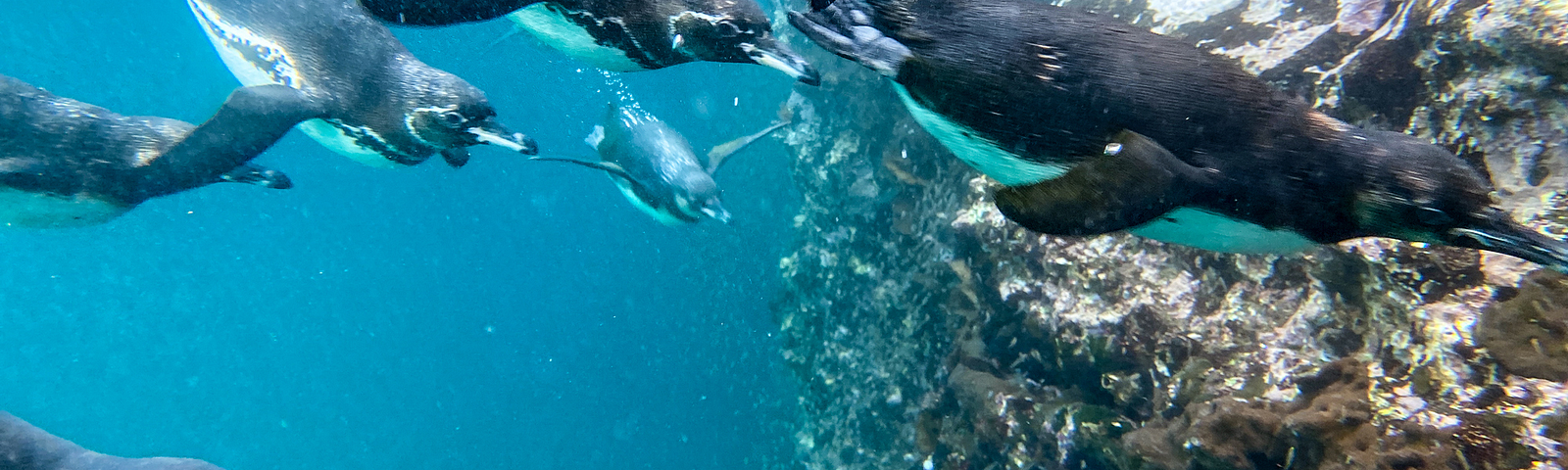 Galapagos penguins swimming underwater.
