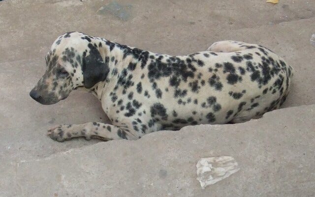 A dusty Dalmatian sitting on some steps.