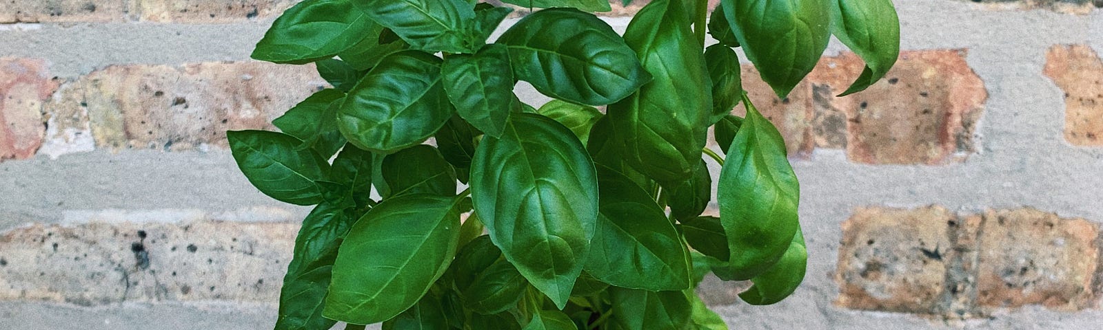 bright green, healthy looking basil in an aluminum tin, held in front of a brick wall