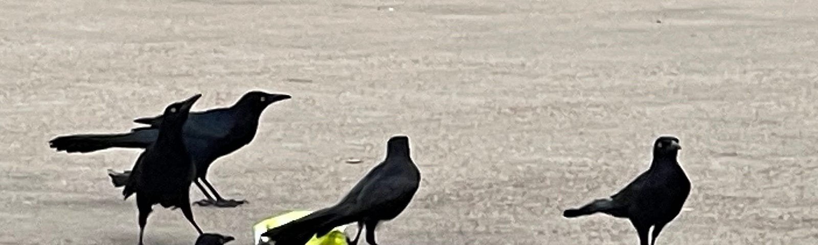 Long-tailed grackles eating potato chips.