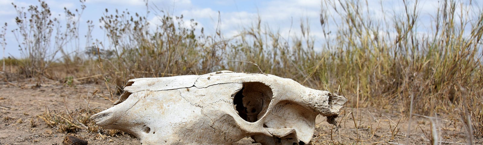 Animal Skull in amongst dust and dry grass.
