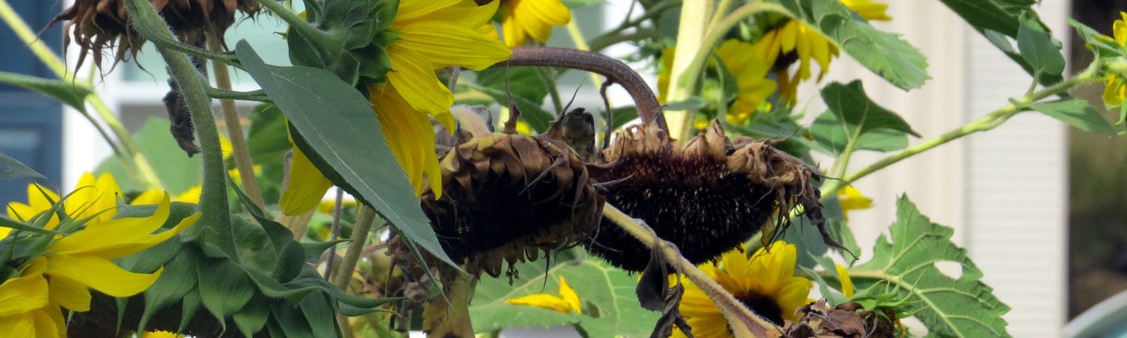 Brown sunflower heads heavy with seed bending down among sunflowers in full bloom.