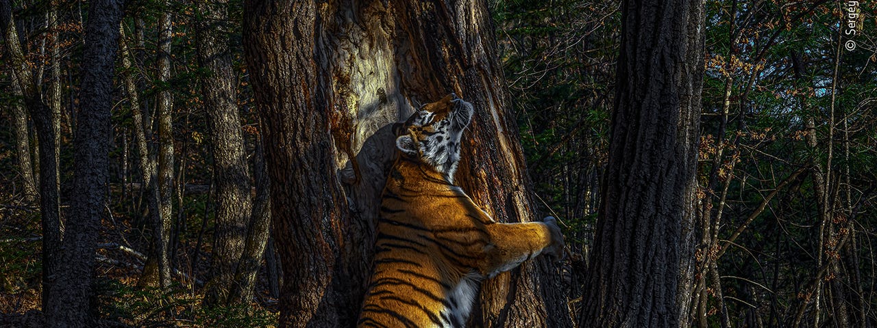 A dramatically-lit photograph of an adult female tiger who seems to be locked in a loving embrace with a tree in the forest