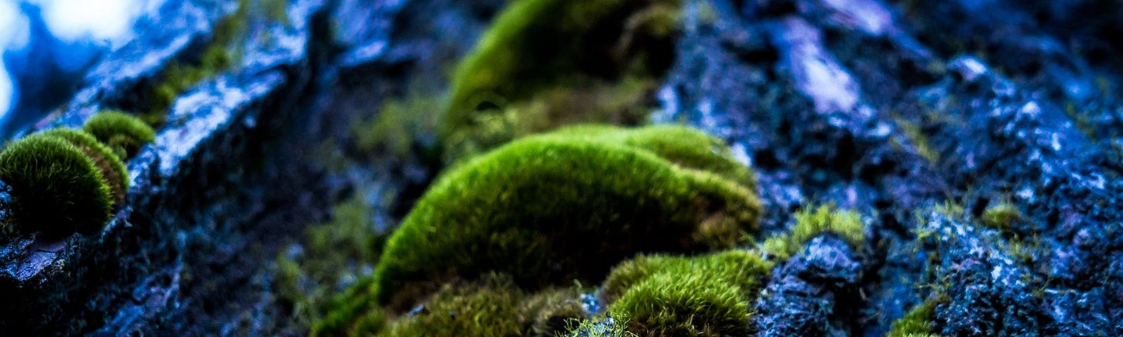 Kelly green moss on a fallen log