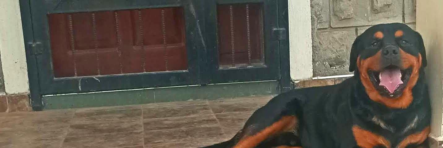 Two happy Rottweilers, Rex and Daina, relaxing on the doorstep, tongues out and smiling, enjoying a peaceful day together.