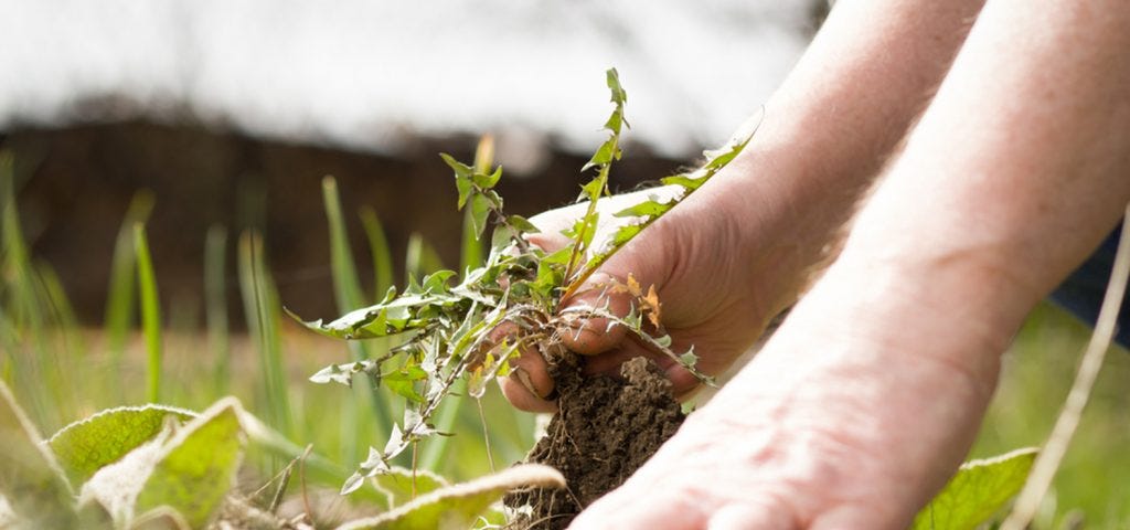 Mental health is just like pulling weeds.