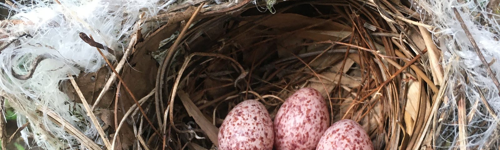 Four eggs in a nest.