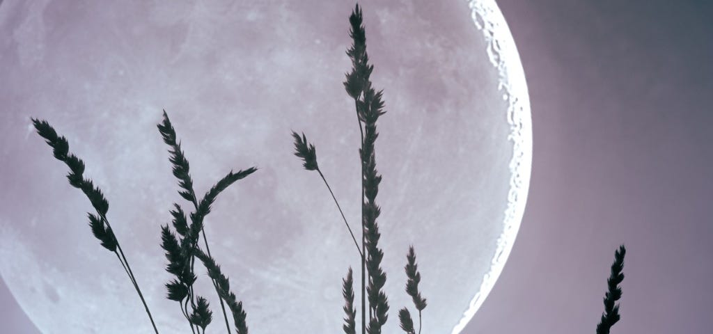 Large luminous Amethyst moon with some silhouetted wheat stalks in front of a darkening purple sky.