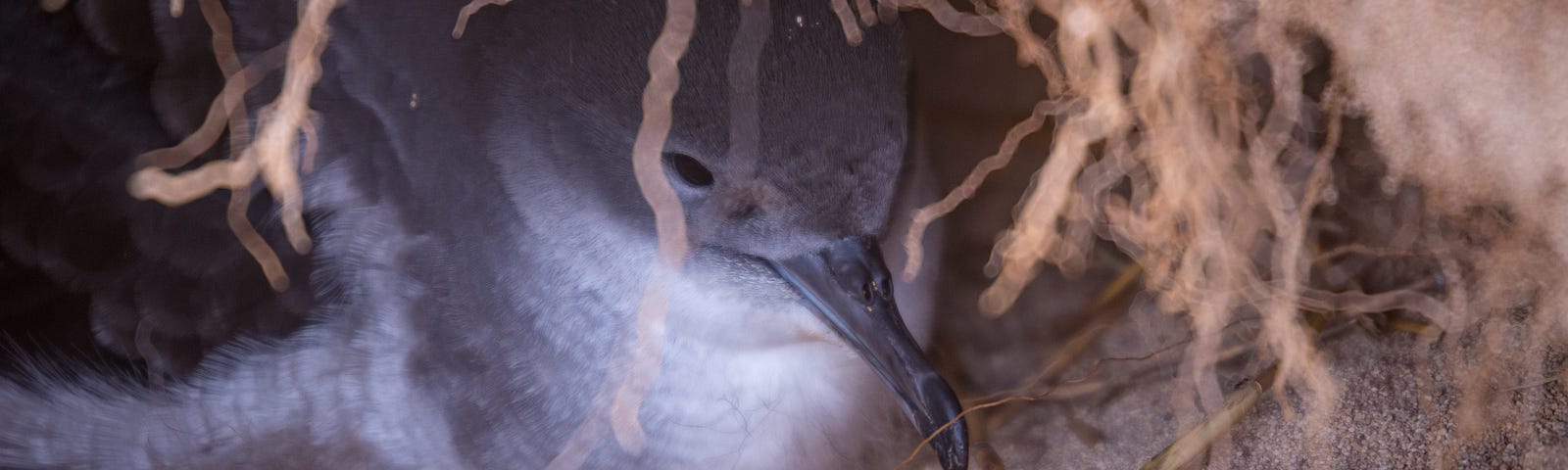 Wedge-tailed shearwater bird in an underground burrow.