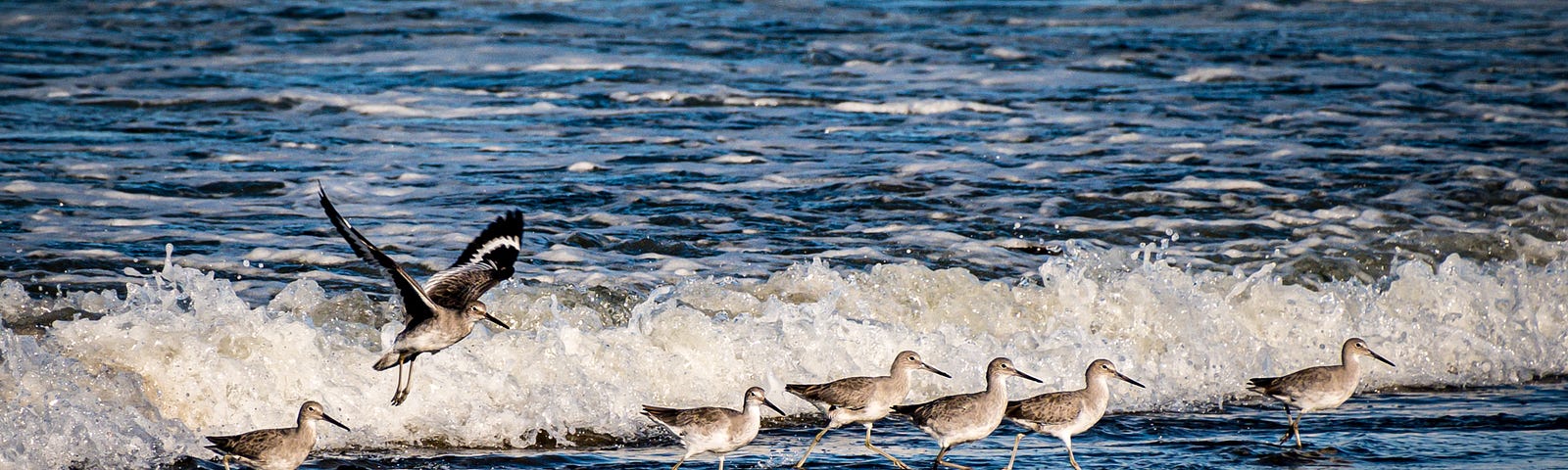 Willets forage on Moss Landing State Beach.